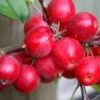 Malus × Robusta 'Red Sentinel' -Garden Plant Store tr0000004594