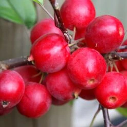 Malus × Robusta 'Red Sentinel'